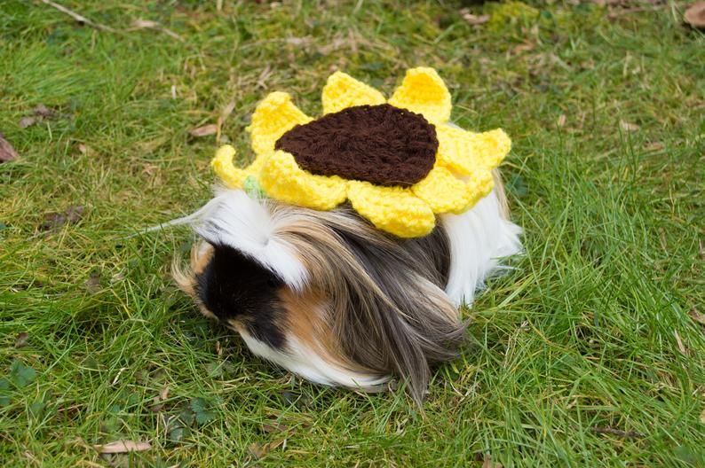 Guinea clearance pig costumes