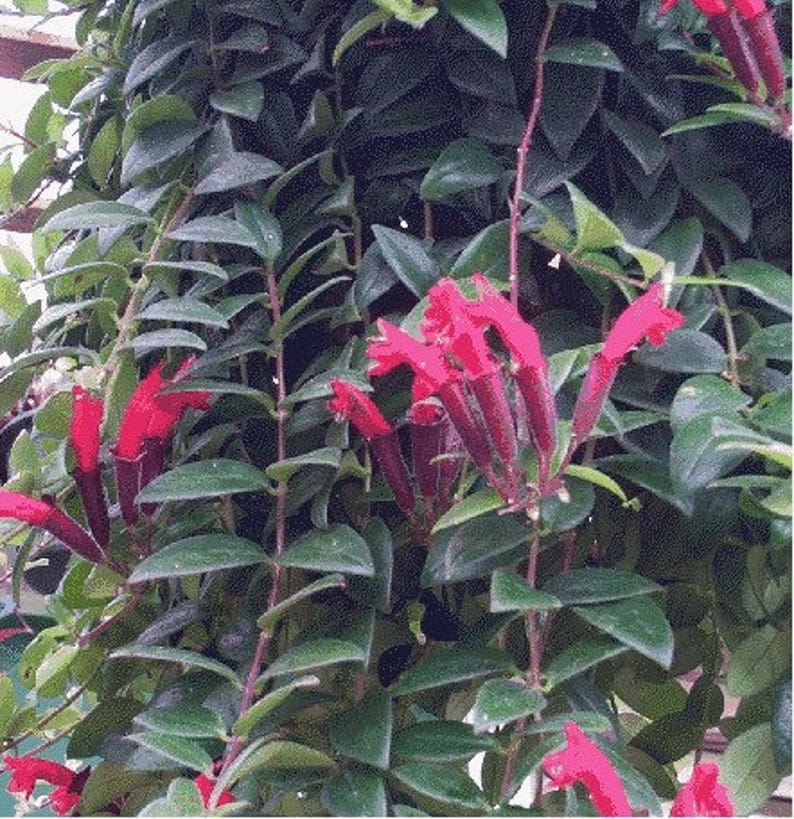Lipstick Plant Lipstick Plant