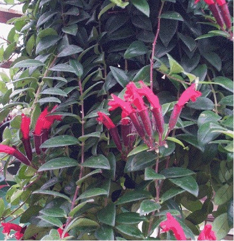 Lipstick Plant