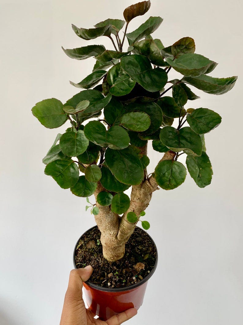 Aralia Fabian Aralia Fabian