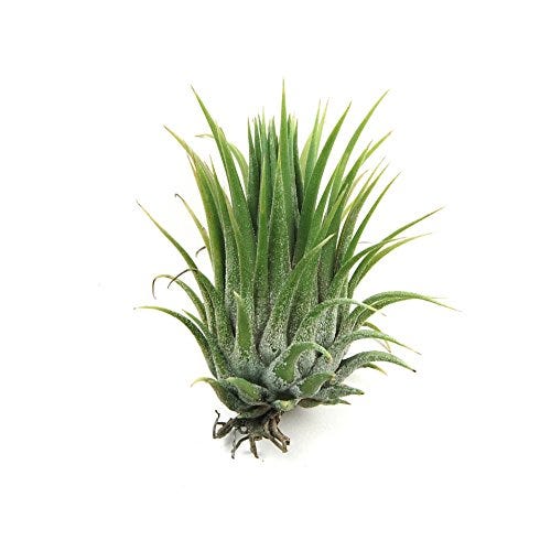Air Plant Air Plant
