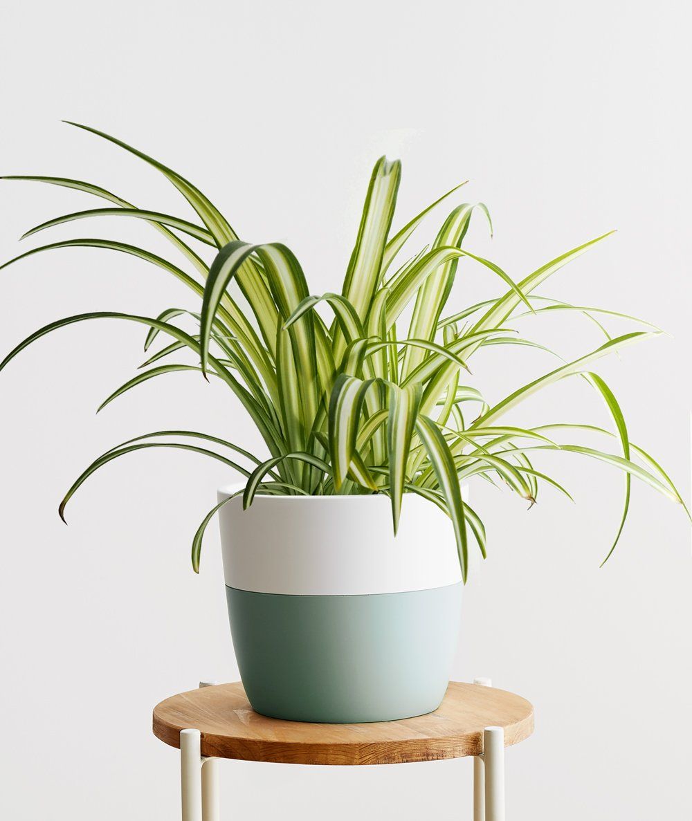 Indoor plant deals for center table