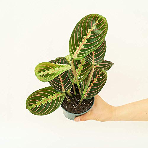 Red Prayer Plant Red Prayer Plant