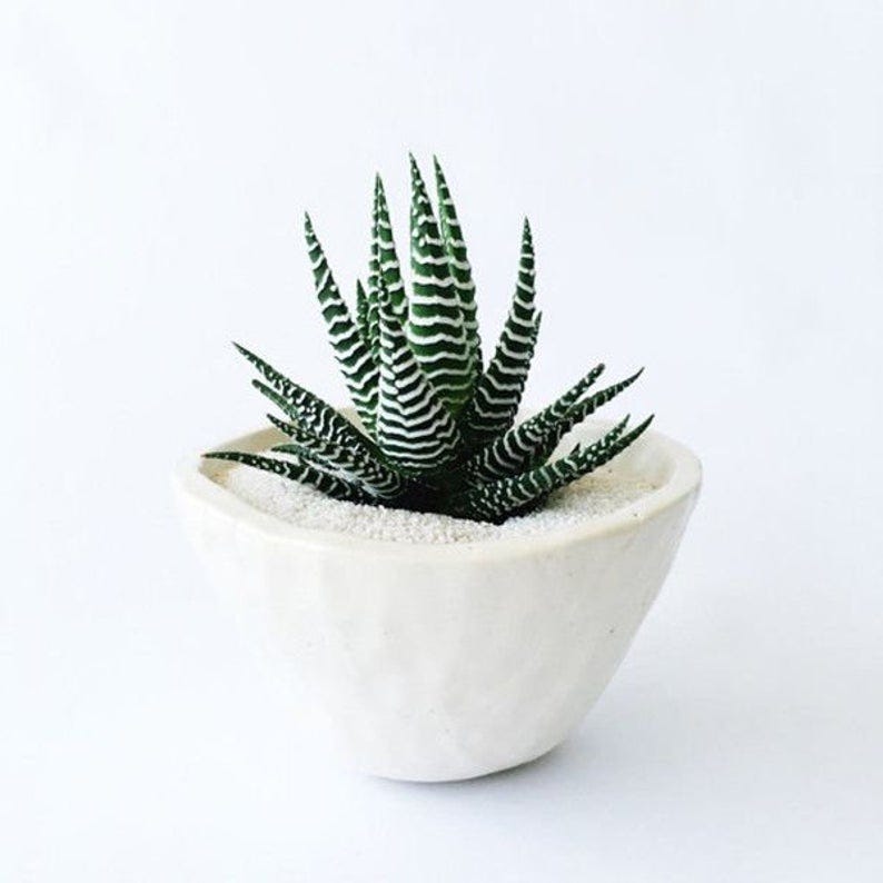 Zebra Plant Zebra Plant
