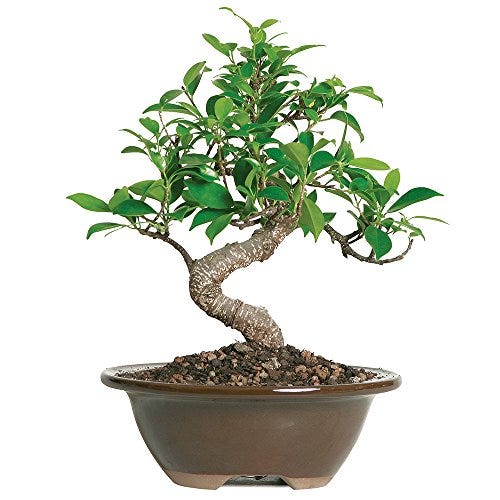 Ficus Bonsai Tree Ficus Bonsai Tree