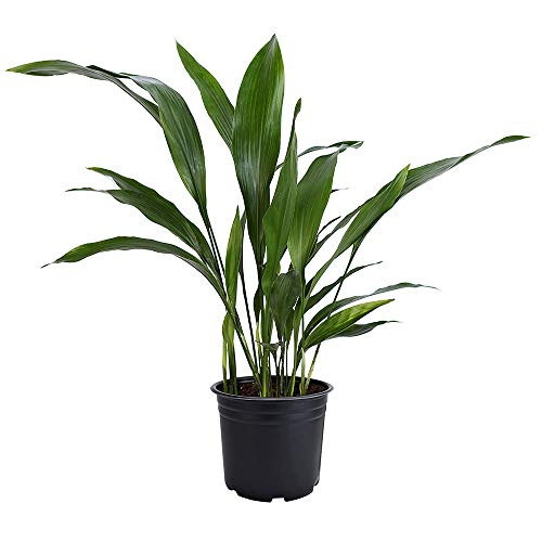 Cast Iron Plant Cast Iron Plant