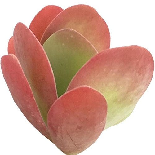 Paddle Plant Paddle Plant