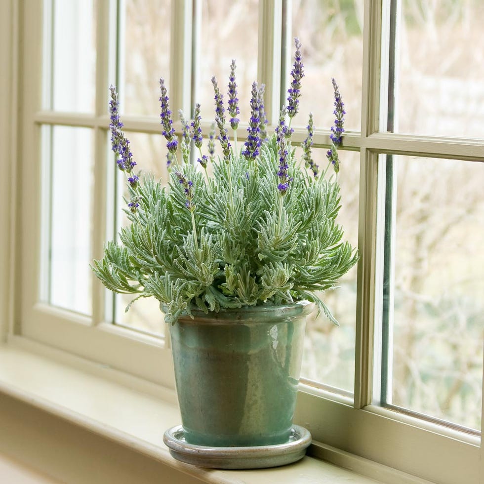 Lavender Lavender