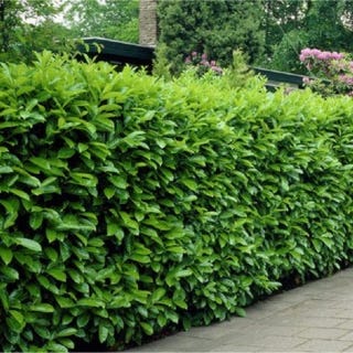 Laurel Hedging - Prunus laurocerasus Rotundifolia