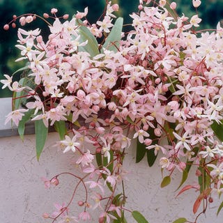 Clematis armandii Apple Blossom