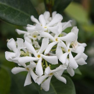 Trachelospermum jasminoides