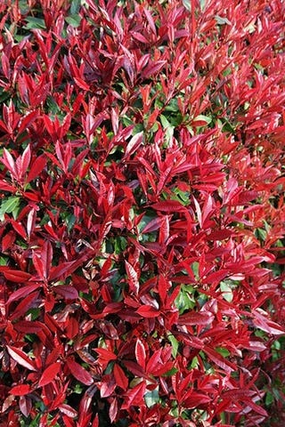 Photinia × fraseri 'Red Robin'