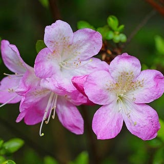 Azalea Plant - Irohayama