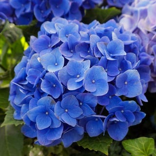 Hydrangea macrophylla