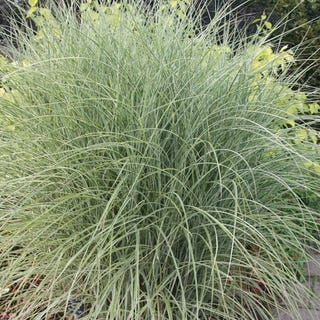 Miscanthus sinensis 'Morning Light'