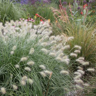 Pennisetum villosum