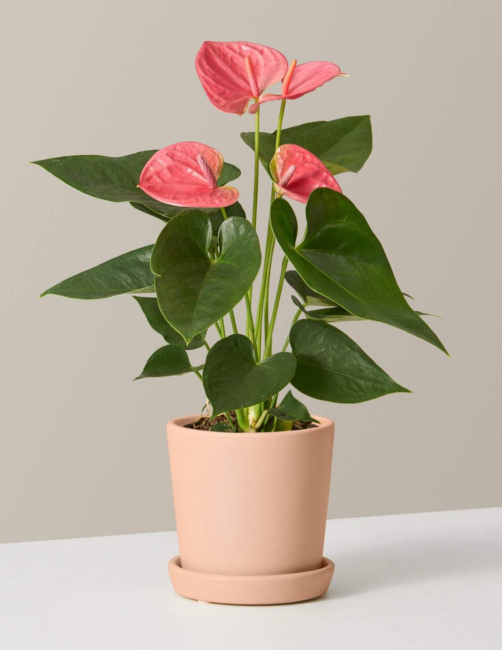 Pink Anthurium