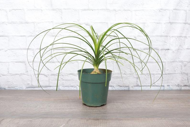 Ponytail Palm