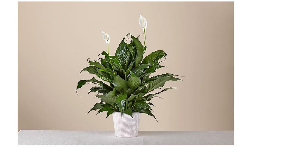 Peace Lily