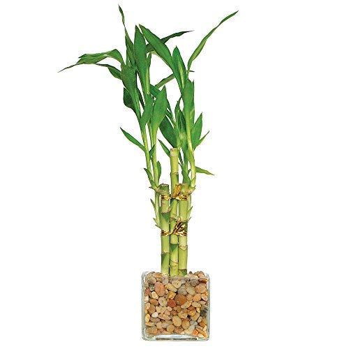 Live Lucky Pyramid Bamboo 