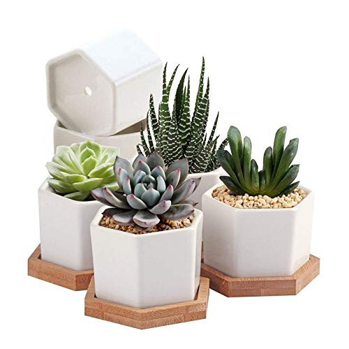 Succulent Plant Pots