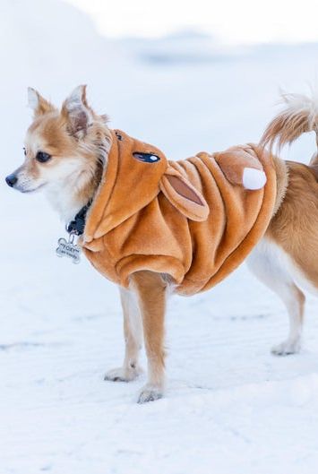 Eevee Dog Outfit