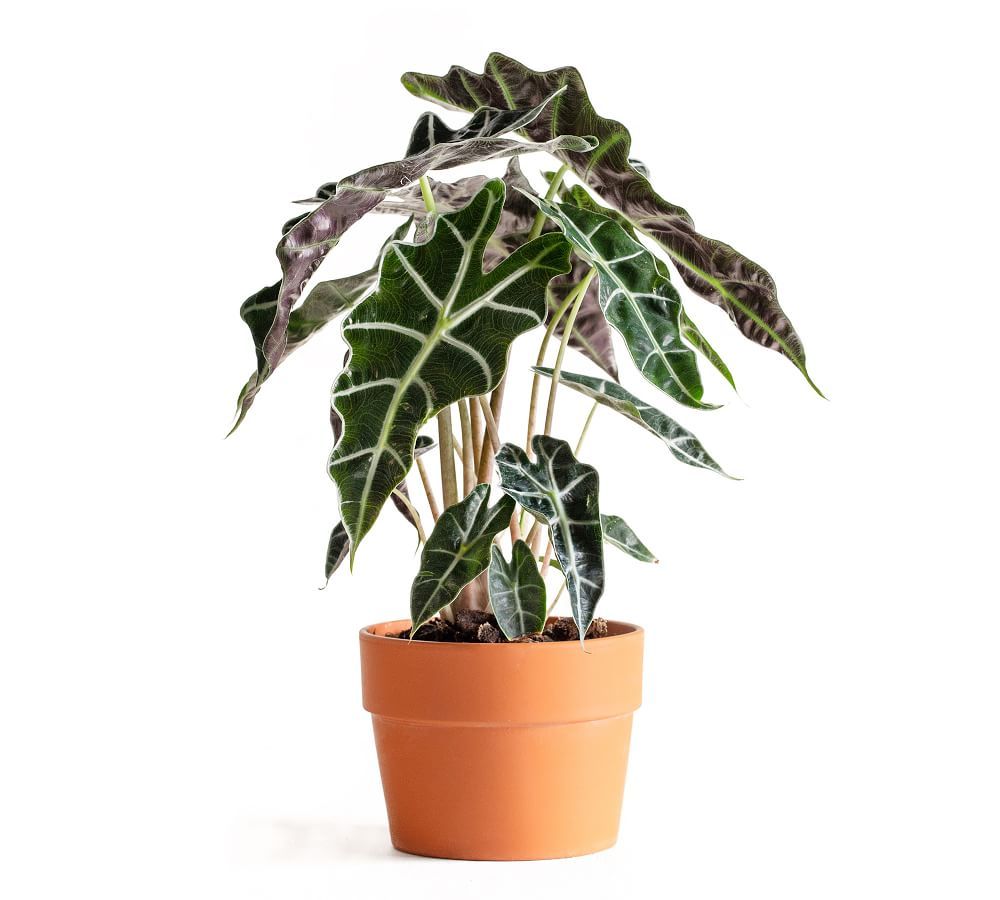 The 24 Best Indoor Plants Of 2021 Snake Plant Zz Plant And More
