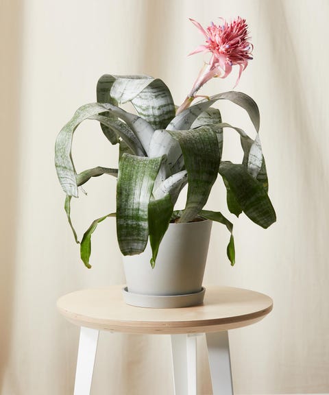 The 25 Best Indoor Plants for Every Kind of Person