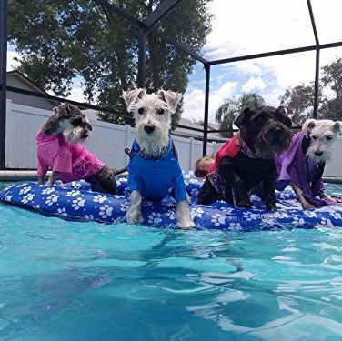 Inflatable Pool Float Ride for Dogs and Puppies 