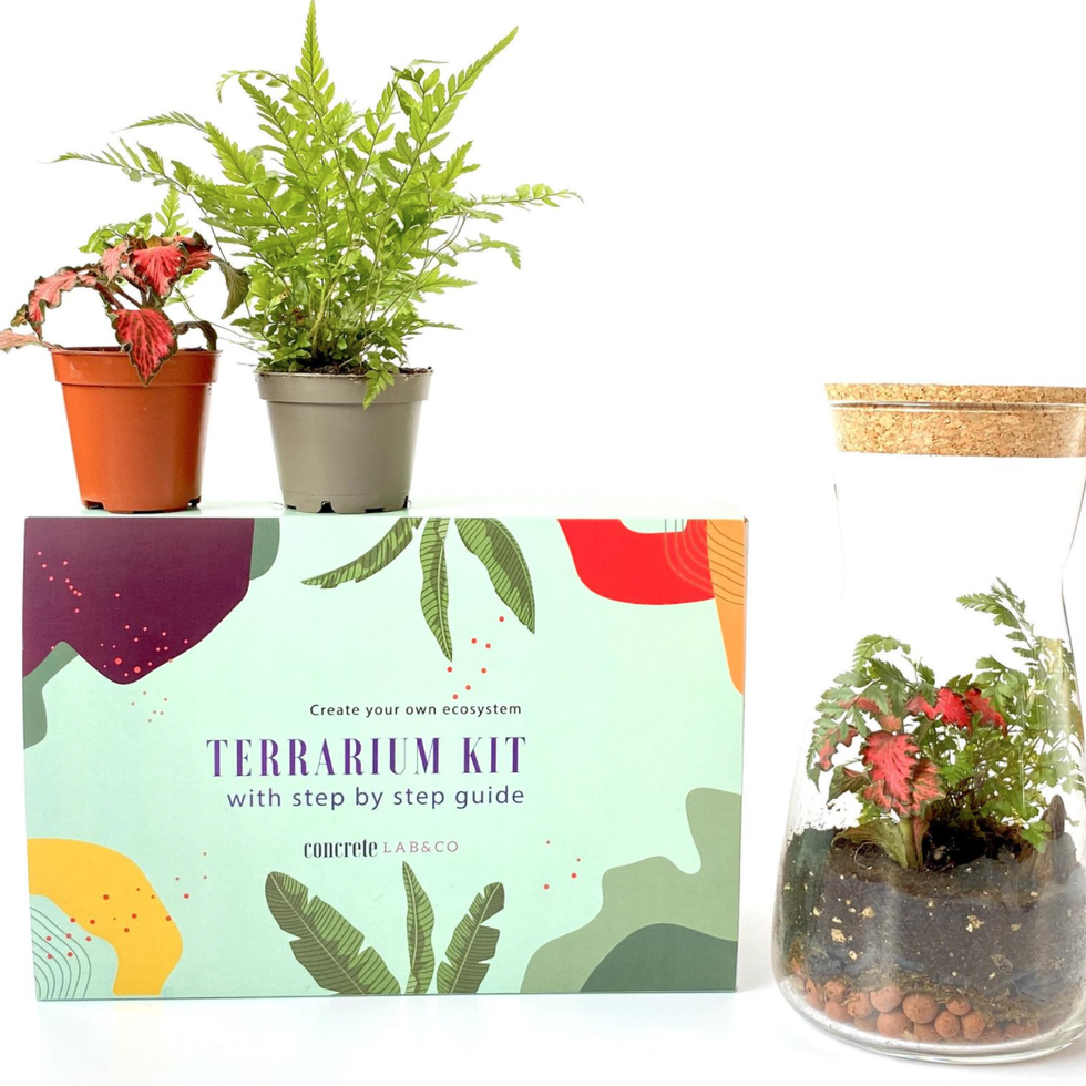 12 of the best terrarium kits for 2024