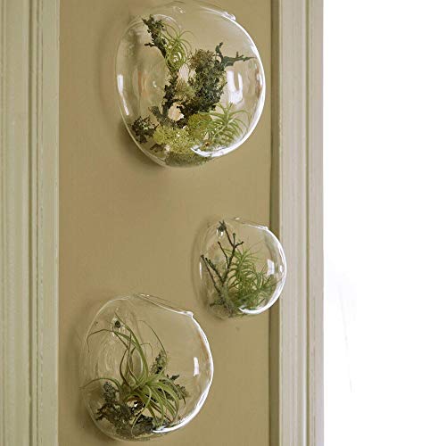 Wall Terrarium Kit – Adults and Crafts