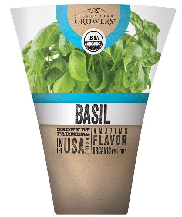 Organic Basil Live Plant