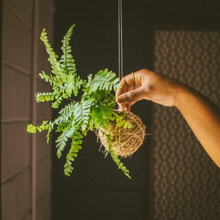  Kokedama Large