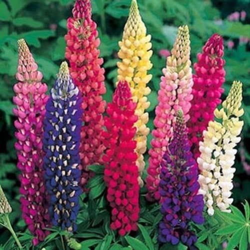 Lupine Russell Strain Mixture Nice Garden Flower 50 Seeds Lupine Russell Strain Mixture Nice Garden Flower 50 Seeds