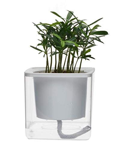 4 inch Self Watering Pot