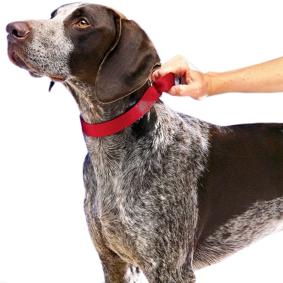 Nylon Martingale Dog Collar