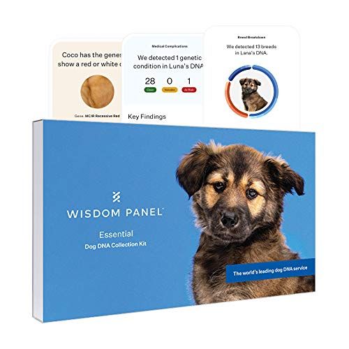 what dog dna test is best