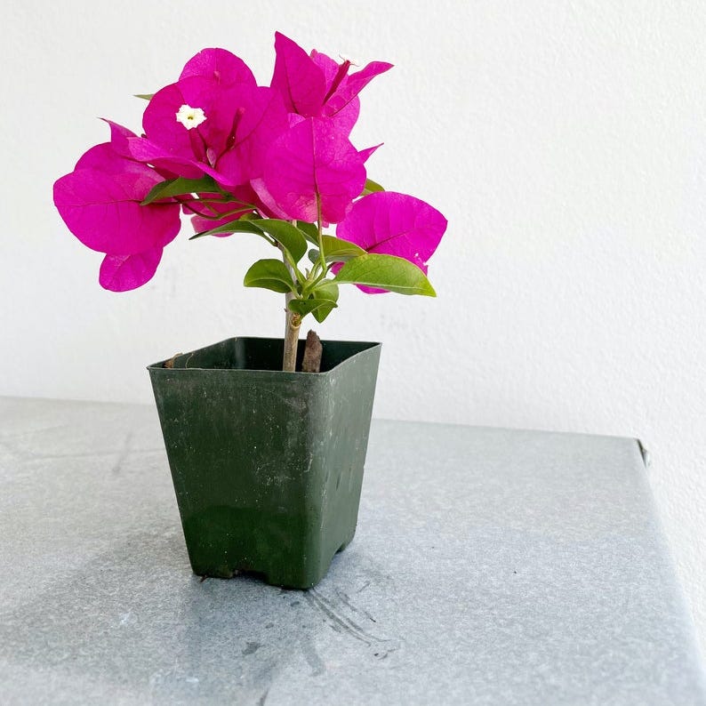 Mini Bougainvillea La Jolla Red Flower Plant