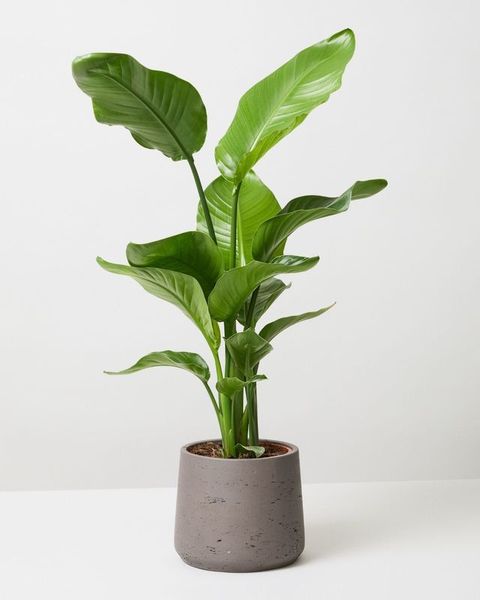 Buy Plants with Coupons on Amazon