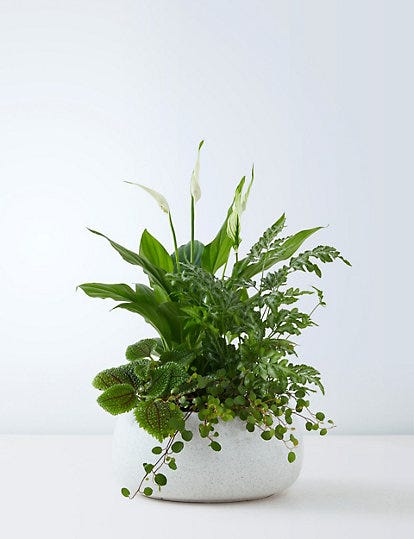 Foliage Bowl, Marks and Spencer, £30