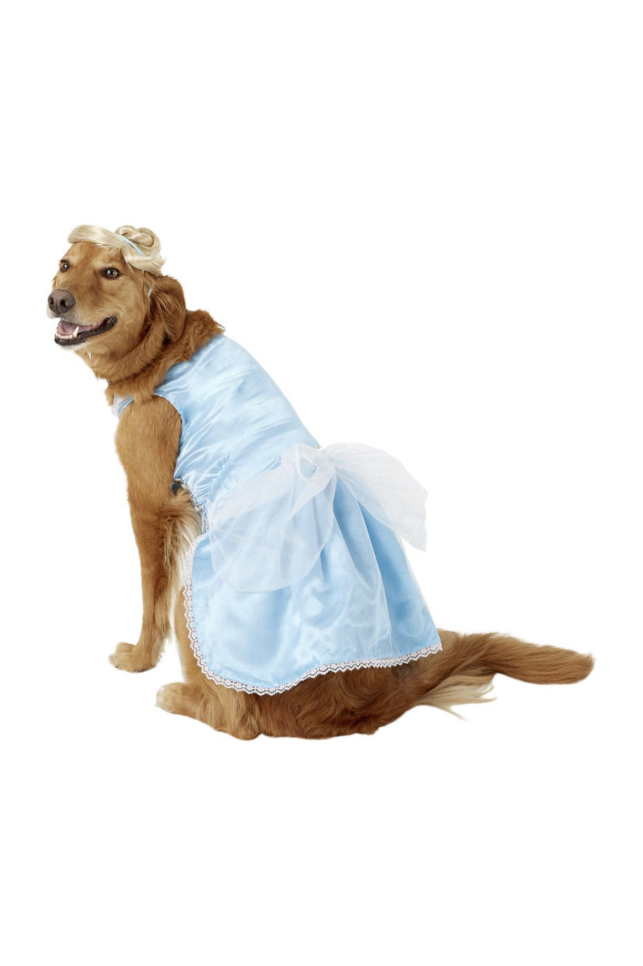 Best Dog Halloween Costumes! (judges decide cute and funny dog