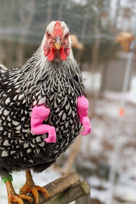 10 Best Costumes For Chickens Chicken Clothes