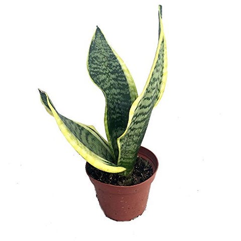 11 Plants To Buy On Amazon – House Plants 2021