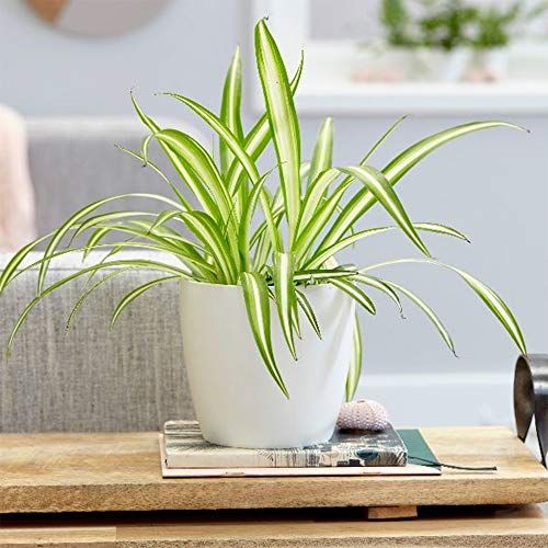 Spider Plant - Low Light Air-purifying Houseplant for House Decoration -  Best Plant Friend