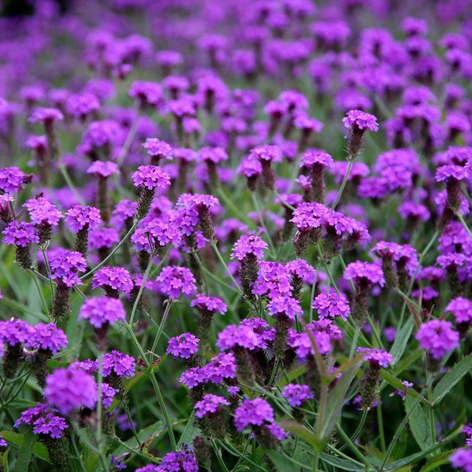 12 Drought-Tolerant Plants For Your Garden