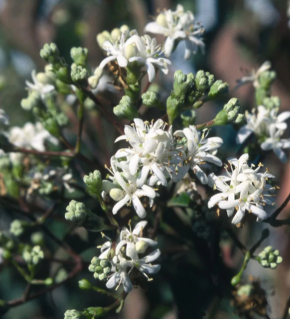 Heptacodium Miconioides (seven son) bush