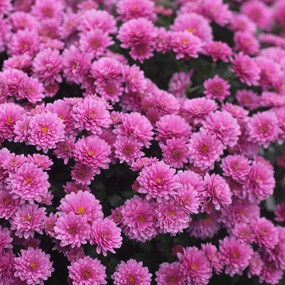 Chrysanthemum 'Jasoda Mauve' (PBR)