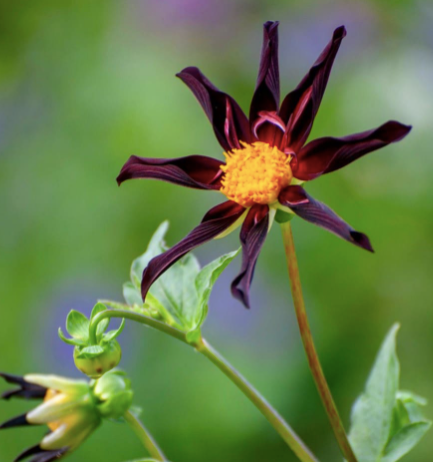 Dahlia 'VERRONE'S OBSIDIAN' star dahlia tuber