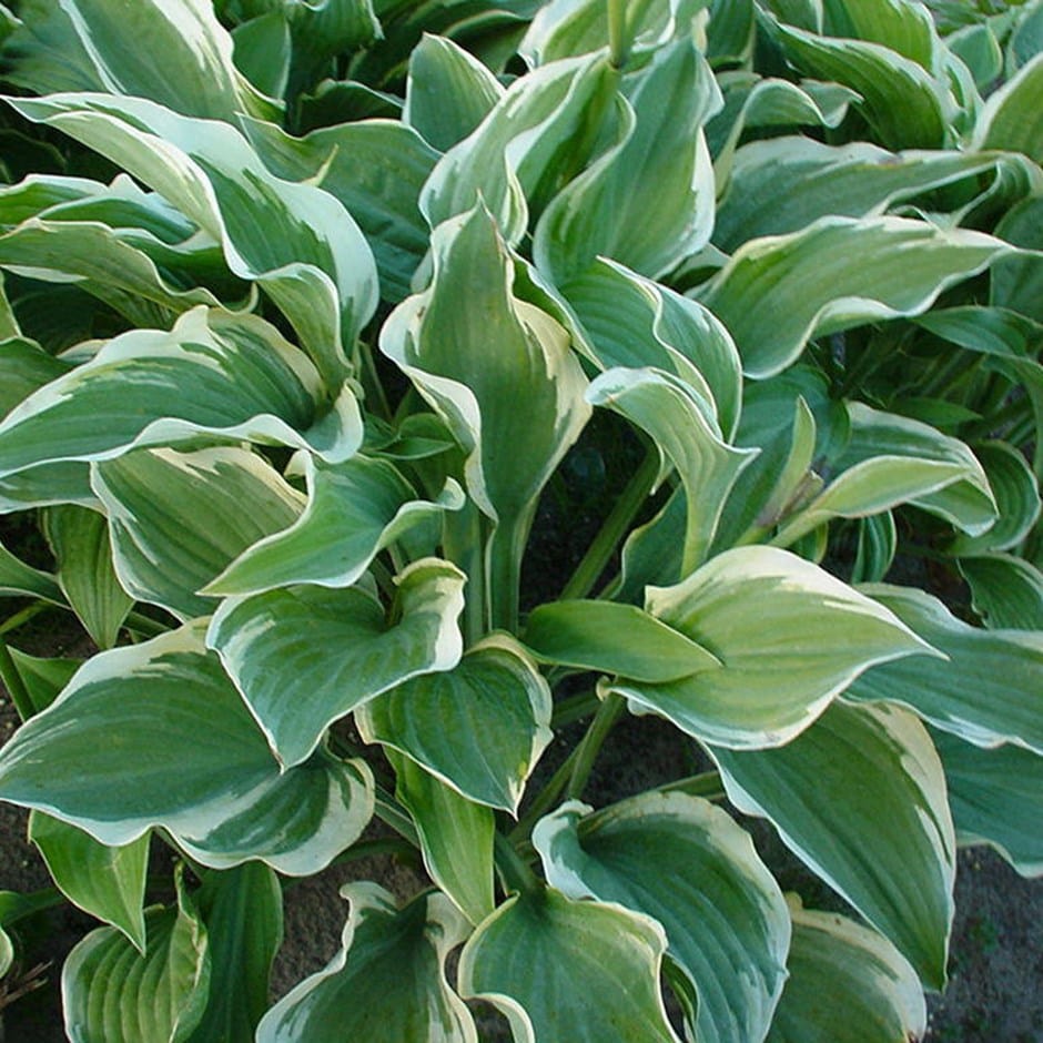 Hosta 'Regal Splendor'