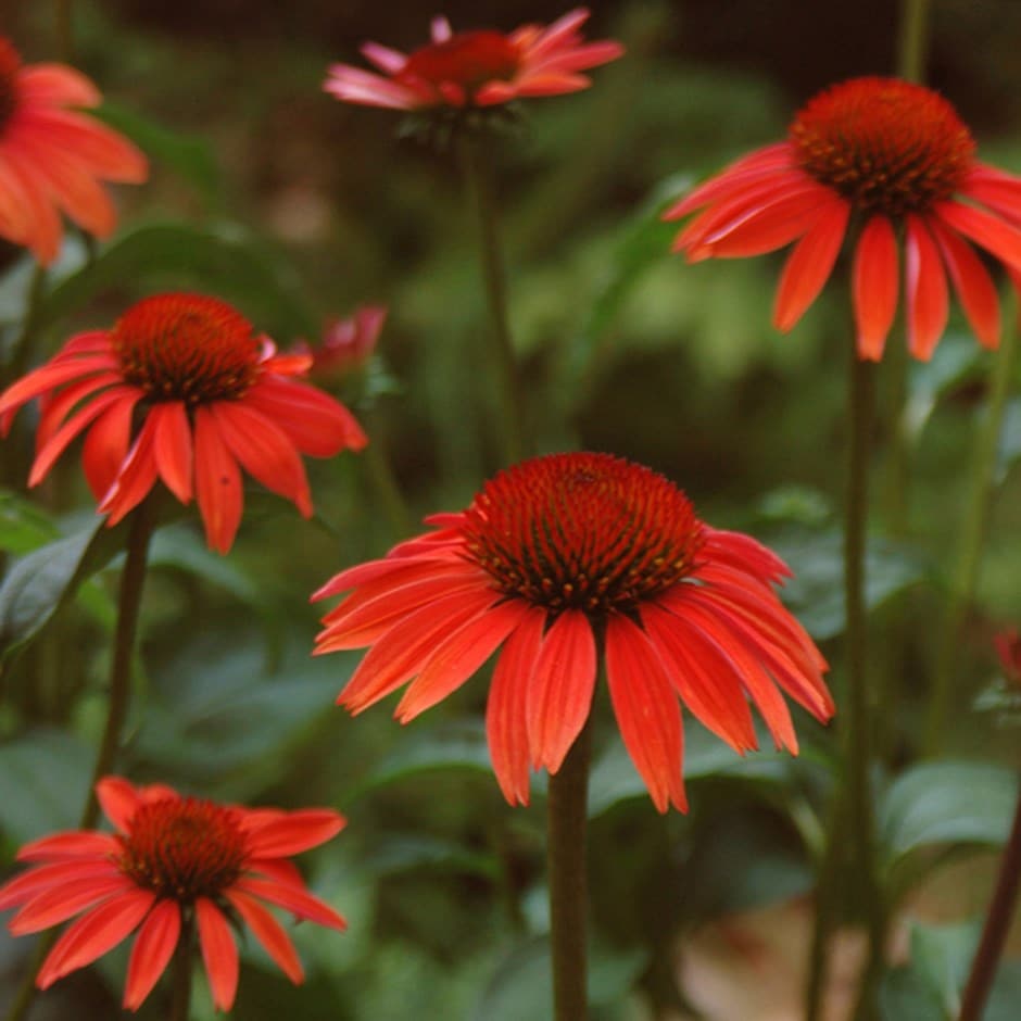 Echinacea 'Sundown' 